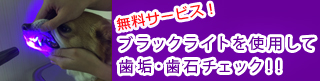 ブラックライトを使用して歯垢・歯石チェック